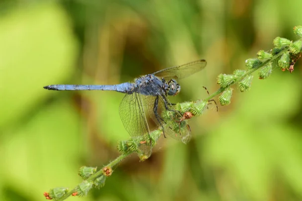 Makró Egy Kék Szitakötő Orthetrum Brunneum Egy Zöld Szár Lábánál — Stock Fotó