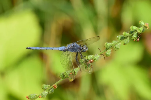 Nahaufnahme Der Sommerblauen Männlichen Libelle Orthetrum Brunneum Gras Fuße Des — Stockfoto