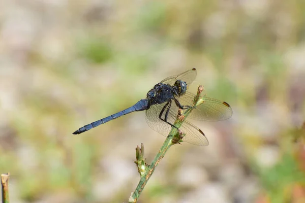 Primer Plano Libélula Macho Azul Verano Orthetrum Brunneum Sobre Una —  Fotos de Stock