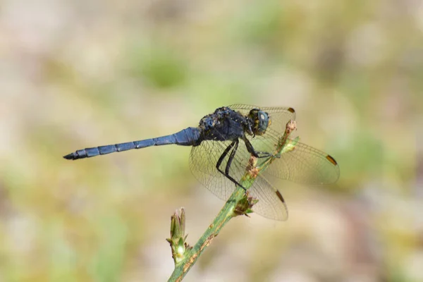 Macro Van Zomerblauwe Mannelijke Libelle Orthetrum Brunneum Een Grassprietje Uitlopers — Stockfoto
