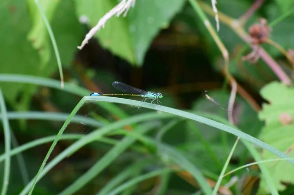 Close Blue Summer Dragonfly Ischnura Elegans Sitting Leaf Foothills North — Stock Photo, Image