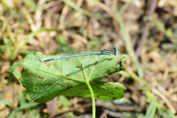 Närbild Sommar Blå Hane Trollslända Platycnemis Pennipes Ett Grönt Blad — Stockfoto