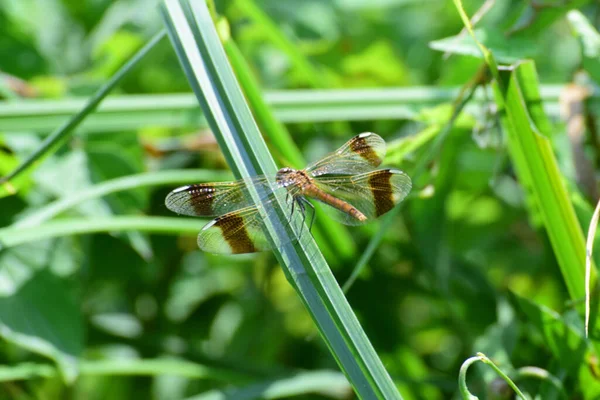 Gros Plan Une Libellule Femelle Sympetrum Pedemontanum Reposant Sur Une — Photo