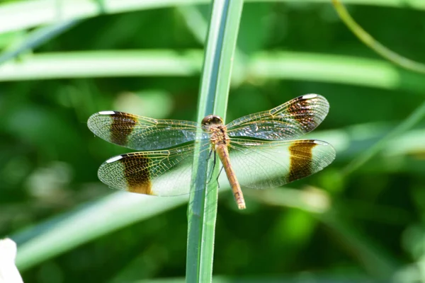 Makro Samicy Ważki Sympetrum Pedemontanum Spoczywającej Zielonym Liściu Podnóża Północnego — Zdjęcie stockowe