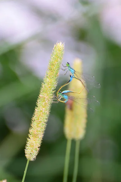 Close Macho Fêmea Azul Libélula Ischnura Elegans Sentado Pico Verão — Fotografia de Stock