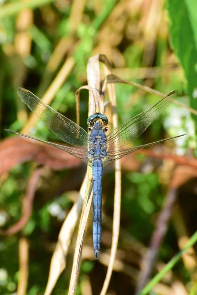 Makro Blå Hane Trollslända Orthetrum Brunneum Med Spridda Vingar Växt — Stockfoto