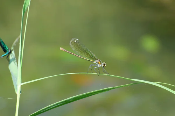 Fêmea Verão Close Uma Libélula Verde Amarela Calopteryx Splendens Sentado — Fotografia de Stock