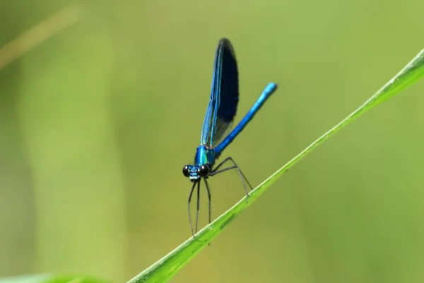 Macro Uma Libélula Macho Azul Calopteryx Splendens Talo Grama Sopé — Fotografia de Stock