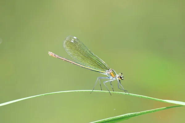 黄緑のトンボの雌のクローズアップカロプテリクスは 北コーカサスの麓にある草の茎に座って羽で輝きます — ストック写真