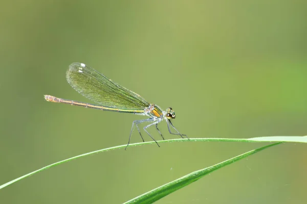 Makro Des Weibchens Der Gelb Grünen Libelle Calopteryx Splendens Mit — Stockfoto