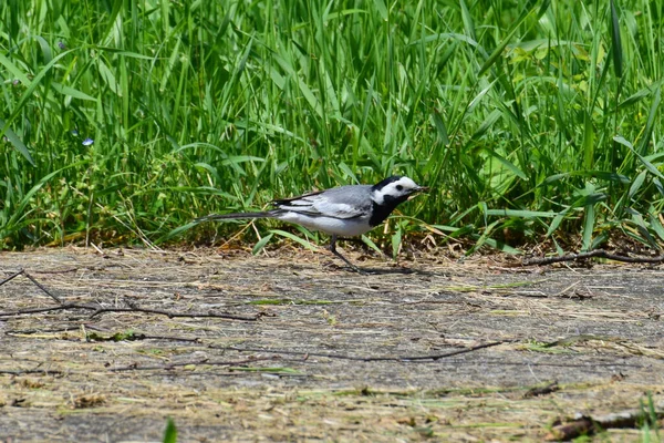  Gri Wagtail Motacilla alba yaz mevsiminde Kuzey Kafkasya 'nın eteklerinde yeşil otların arasında yol boyunca koşar.                              