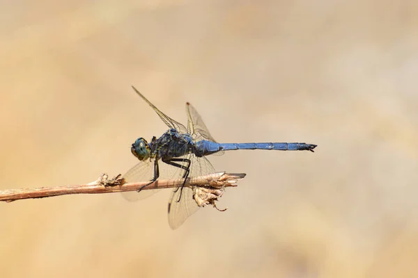 Macro Uma Libélula Macho Azul Verão Orthetrum Brunneum Com Asas — Fotografia de Stock