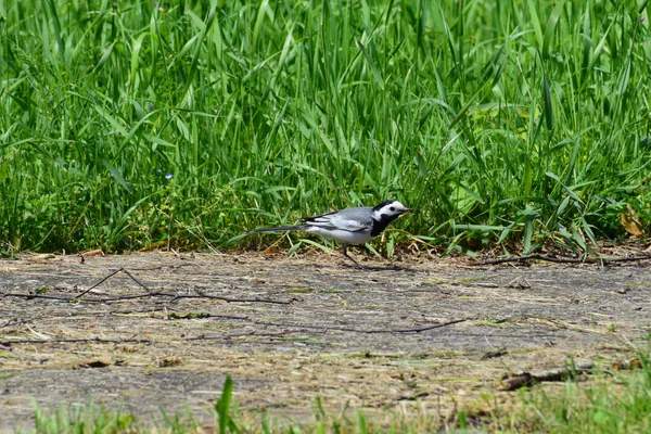 Gri Wagtail Motacilla Alba Yaz Mevsiminde Kuzey Kafkasya Nın Eteklerinde — Stok fotoğraf