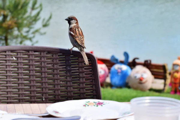 Onça Pardal Marrom Passer Montanus Sentado Parte Trás Uma Cadeira — Fotografia de Stock