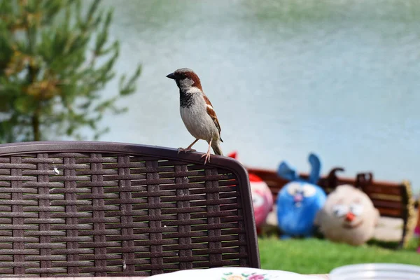 Fiatal Barna Veréb Passer Montanus Egy Szék Hátán Egy Asztalnál — Stock Fotó