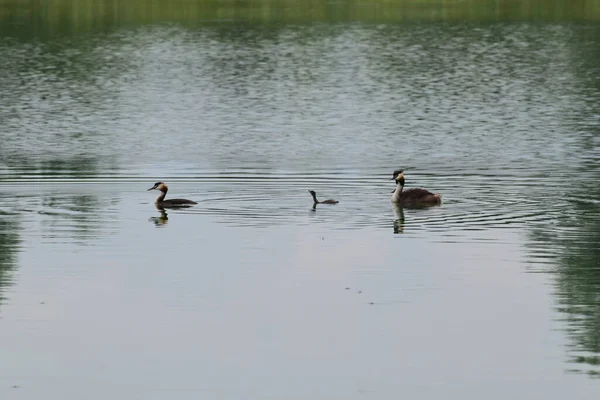 Patos Podiceps Cristatus Com Patinhos Nadam Noite Lago Verão Sopé — Fotografia de Stock