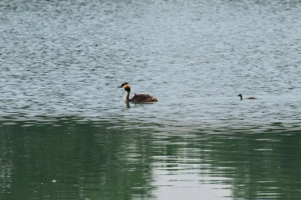 Vild Anka Podiceps Cristatus Med Ankungar Simmar Kvällen Sjö Vid — Stockfoto