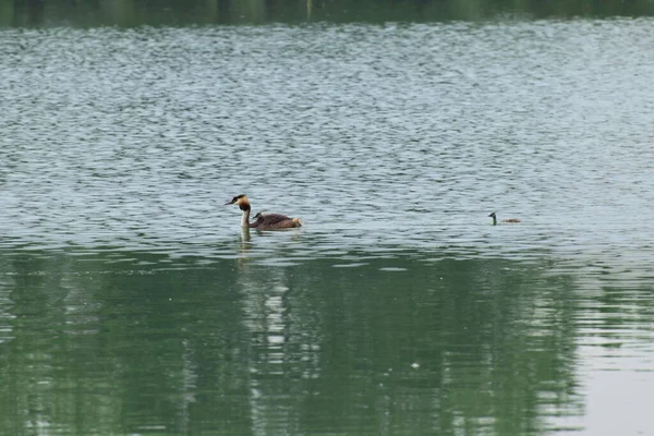 Ankan Podiceps Cristatus Med Ankungar Simmar Kvällen Vild Sjö Vid — Stockfoto