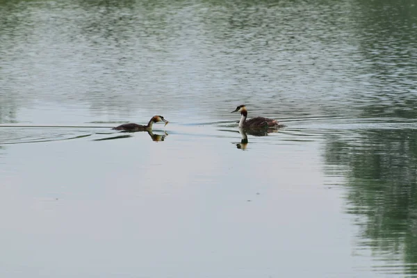 北コーカサスの丘陵地帯にある野生の湖では ポディケプス科のアヒルが泳いでいます — ストック写真