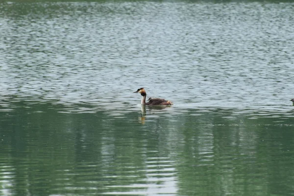 北コーカサスの麓にある野生の湖での背中の水泳でアヒルとPodicepsクリステータスアヒル — ストック写真