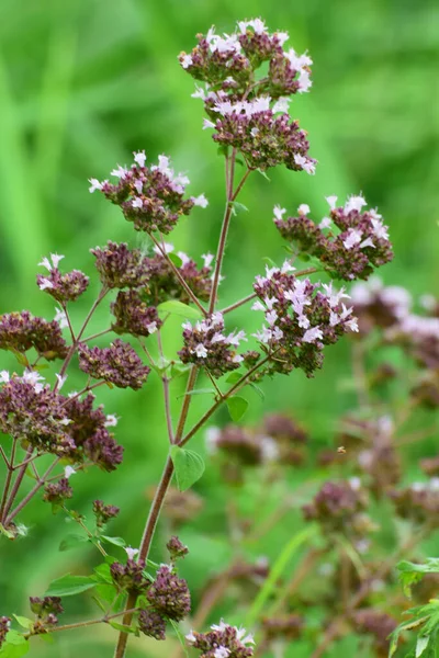 Lose Sprig Summer Sage Salvia Pratensis Flowers Meadow Foothills North — Stock Photo, Image