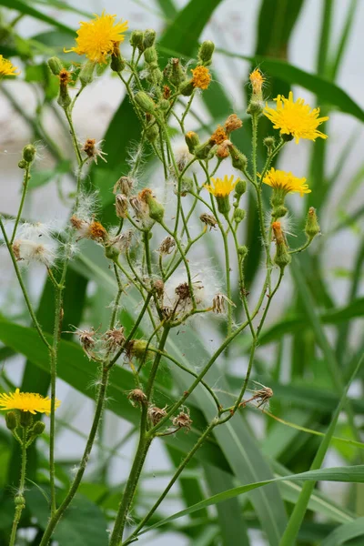 Φυτό Κίτρινα Λουλούδια Και Πράσινα Φύλλα Ένα Λιβάδι Στους Πρόποδες — Φωτογραφία Αρχείου