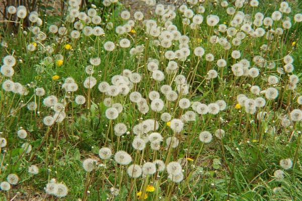 Spring White Seeds Dandelion Taraxacum Officinale Green Grass Meadow Foothills — Stock Photo, Image