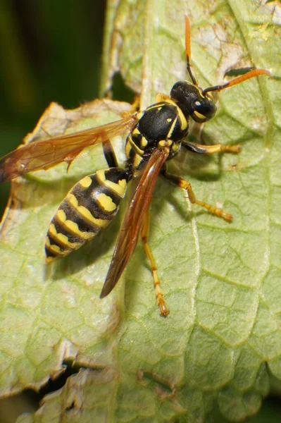 Kuzey Kafkasya 'nın eteklerinde yeşil bir ısırgan otu yaprağı üzerinde sarı ve siyah bir otun makrosu Vespula rufa.                              