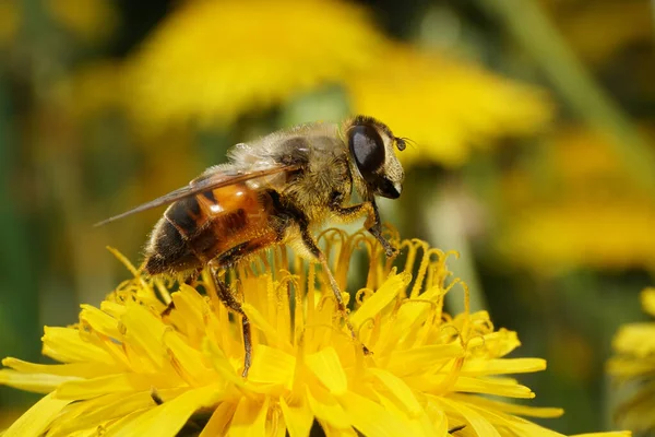 Kuzey Kafkasya 'nın eteklerindeki Taraxacum officinale adasındaki sarı bir karahindiba çiçeğinin üzerinde uçan uçan sineğin yakın çekimi.                               