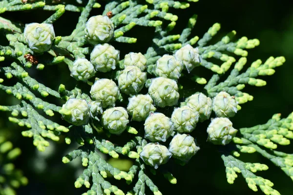 Detailní Záběr Mladých Zelených Květů Kuželů Thuja Occidentalis Zelených Větvích — Stock fotografie