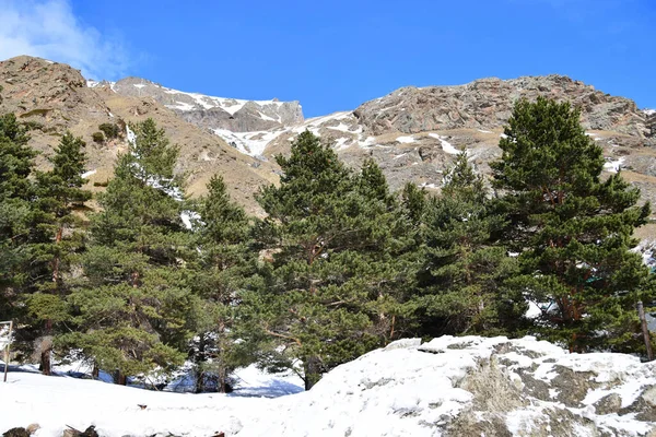 Vista Una Cresta Rocosa Con Pinos Pie Del Monte Elbrus — Foto de Stock