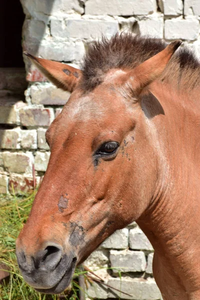 Porträt Eines Pferdes Equus Ferus Przewalskii Zoo Fuße Des Nordkaukasus — Stockfoto