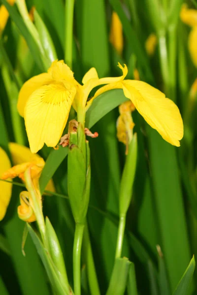 Closeup Yellow Flower Iris Pseudacorus Green Leaves Growing Spring Foothills — Stock Photo, Image