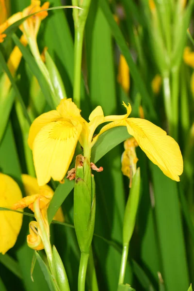 Yellow Flowers Iris Pseudacorus Green Leaves Spring Foothills North Caucasu — Stock Photo, Image