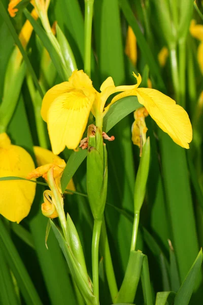 Yellow Flowers Iris Pseudacorus Green Leaves Growing Spring Foothills North — Stock Photo, Image