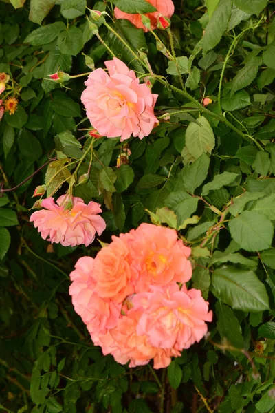 Sommerzweig Einer Lockigen Deutschen Aloha Rose Mit Aprikosenblüten Park Der — Stockfoto