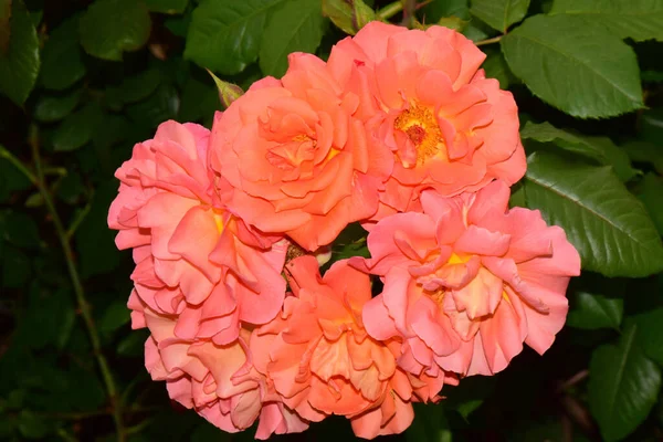 Letní Květenství Meruňkově Zbarvené Kudrnaté Růže Německé Odrůdy Aloha Parku — Stock fotografie
