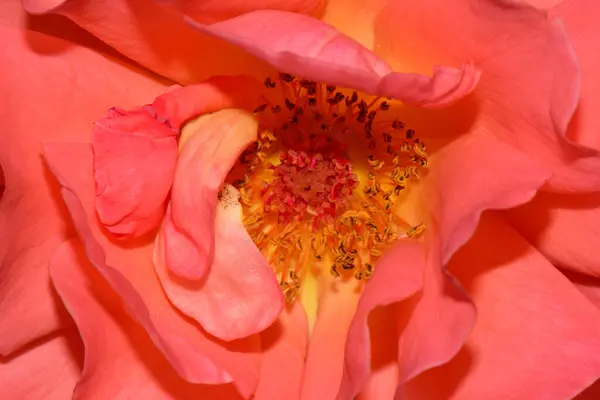 Primer Plano Las Inflorescencias Flores Albaricoque Rosa Oscilante Variedad Alemana — Foto de Stock