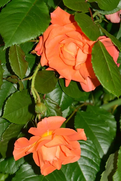 Joven Dos Flores Verano Color Albaricoque Rosa Oscilante Variedad Alemana — Foto de Stock