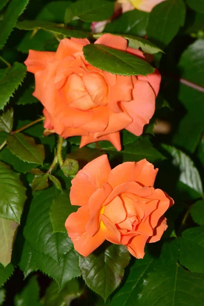 Verano Dos Flores Color Albaricoque Rosa Trepadora Variedad Aloha Hojas —  Fotos de Stock