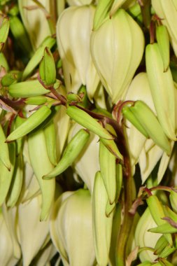 Beyaz çiçeklerin yakın çekimi Kuzey Kafkasya 'nın eteklerindeki bir çiçek tarlasında tomurcuklanan Yucca aloifolia                               