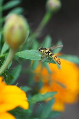 Çizgili bir hoverfly Makrosunun Sphaerophoria Scrita 'sı Kuzey Kafkasya' nın eteklerindeki Taget bitkisinin yeşil bir yaprağında oturmaktadır.                         