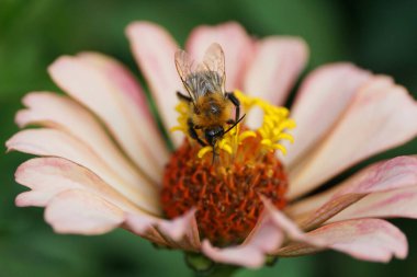 Bombus Pascuorum yaban arısının yakın çekimi Kuzey Kafkasya 'nın eteklerinde yetişen pembe bir dalya üzerinde polen ve nektar topluyor.                       