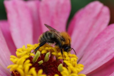  Makro kızıl saçlı yaban arısı Bombus Pascuorum Kuzey Kafkasya 'nın eteklerinde pembe çiçek deseninde polen ve nektar topluyor.                              