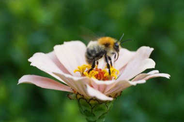 Kuzey Kafkasya 'nın eteklerindeki pembe bir yıldız çiçeği üzerinde genç pofuduk ve kırmızı bir yabanarısı Bombus Pascuorum' un yakın çekimi.