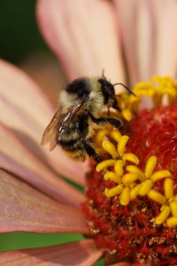 Genç bir Bumblebee Bombus serrisquama 'nın Macro' su Kuzey Kafkasya 'nın eteklerinde pembe bir yıldız çiçeği üzerinde nektar ve polen topluyor.