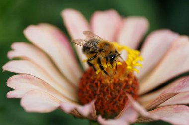 Bumblebee Bombus Pascuorum 'un yakın çekimi Kuzey Kafkasya' nın eteklerindeki pembe bir yıldız çiçeği üzerinde polen ve nektar topluyor.
