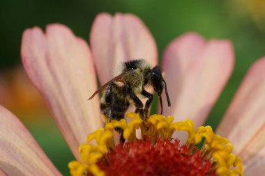  Kapalı yaz yaban arısı Bombus serrisquama Kuzey Kafkasya 'nın eteklerinde pembe bir yıldız çiçeği üzerinde nektar ve polen topluyor.                              