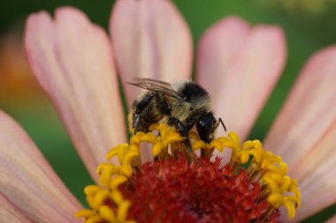 Kuzey Kafkasya 'nın eteklerindeki pembe bir yıldız çiçeğinin üzerinde nektar ve polen toplayan yaz aylarının makro yaban arısı Bombus serrisquama                               