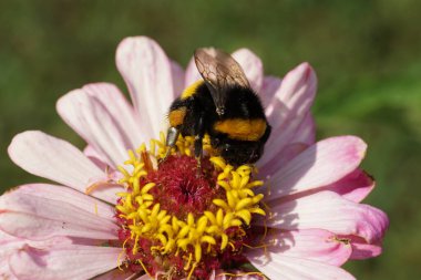 Bombus lucorum pofuduk siyah, sarı ve çizgili yaban arısı Kuzey Kafkasya 'nın eteklerindeki pembe bir Zinnia çiçeğine yakın plan                               